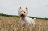 WESTIE 398